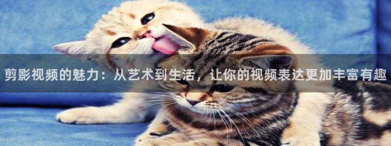 神马伦理视频在线观看：剪影视频的魅力：从艺术到生活，让你的视频表达更加丰富有趣